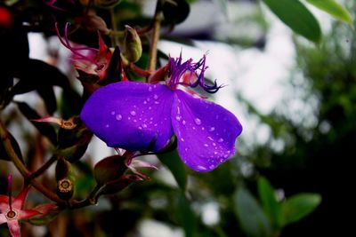 Close-up of insect on purple flower