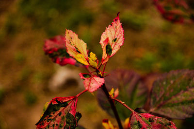 Close-up of red maple leaves