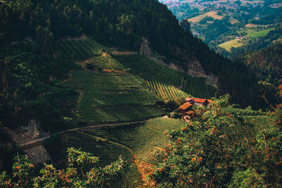 High angle view of plants growing on field