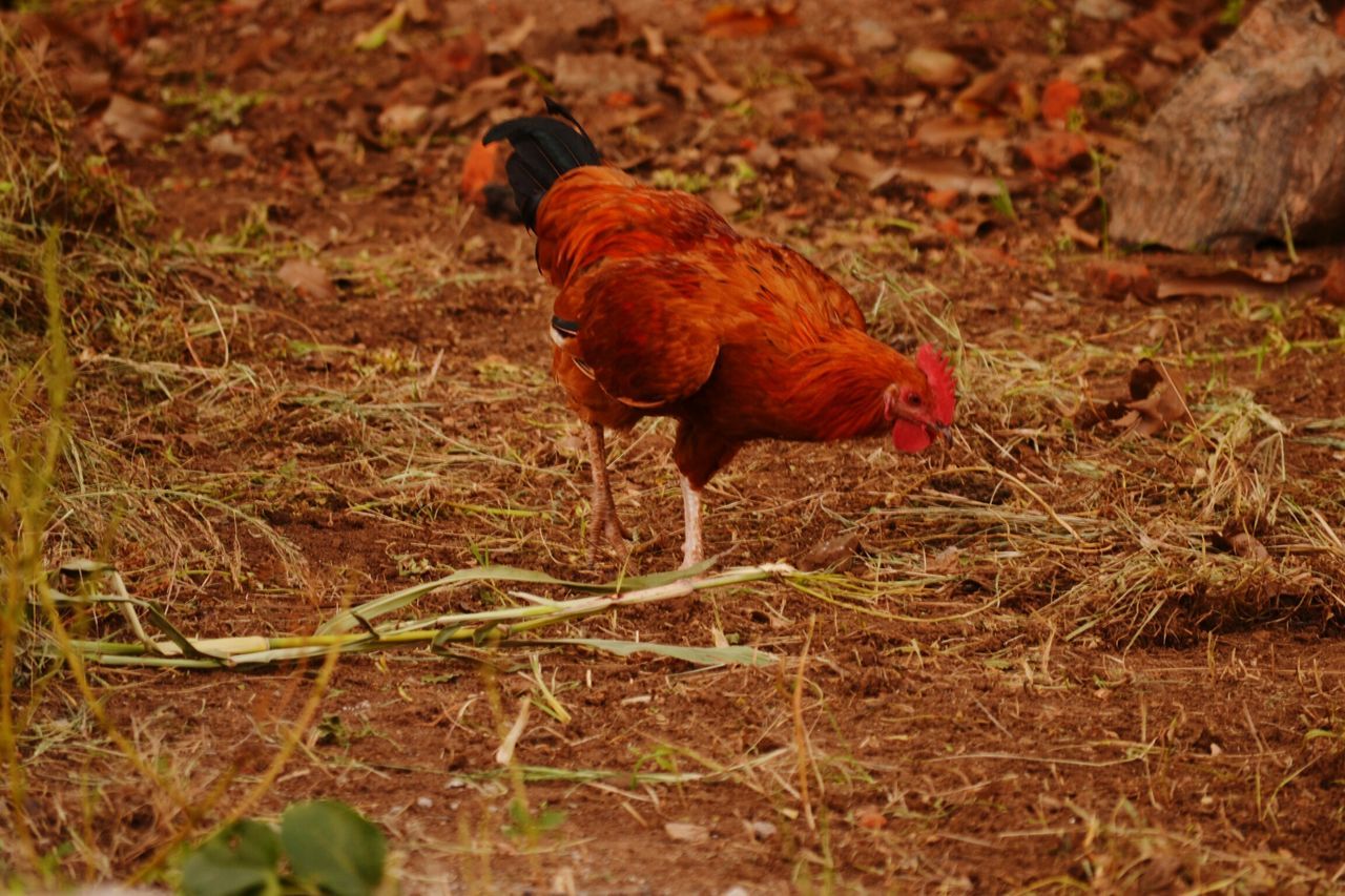 Domestic bird