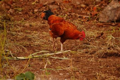 Rooster on field