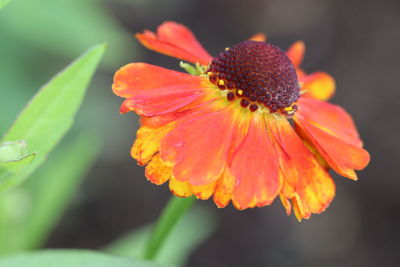 Close-up of red flower