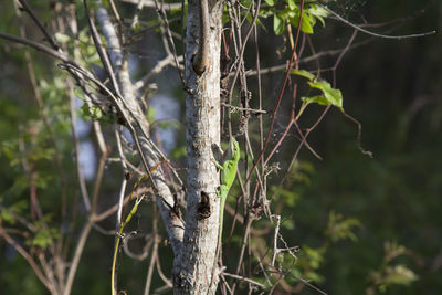 Close-up of tree trunk in forest