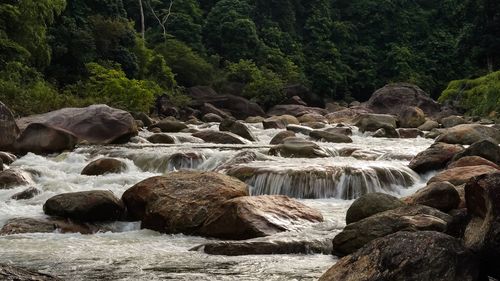 Scenic view of waterfall in forest