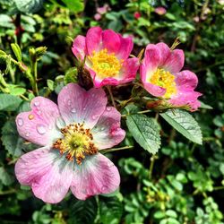 Close-up of pink flowers