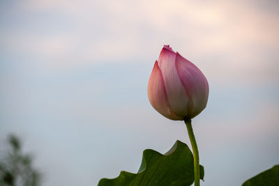 Close-up of pink lotus water lily