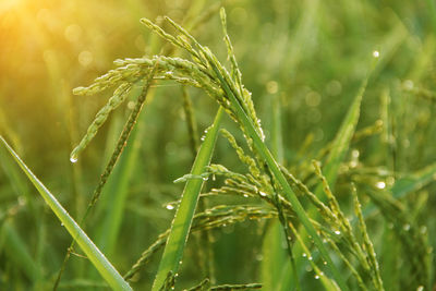 Close-up of wet crop growing on field