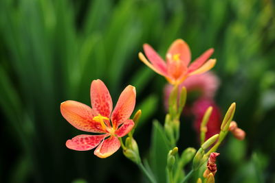 Close-up of pink flowering plant