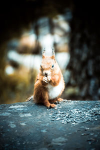 Squirrel looking away