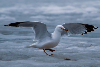 Seagulls flying in snow