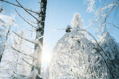 Low angle view of frozen tree against bright sun