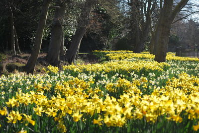 Yellow flowers blooming on field