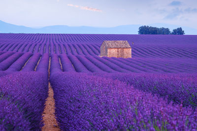 Purple flowers on field by fence against sky