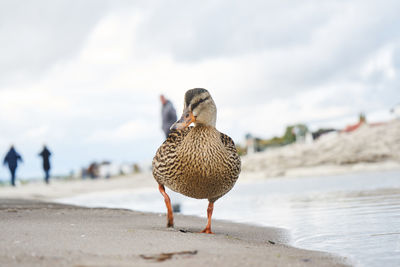 Bird on beach