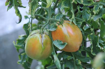 Close-up of fruit growing on plant