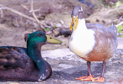 Close-up of mallard duck