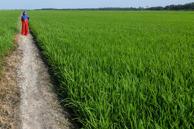 Full length of teenage girl standing amidst rice paddy