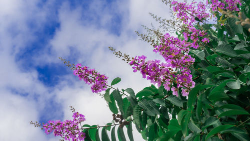 Low angle view of pink flowering plant against sky