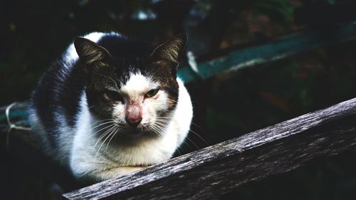 Close-up portrait of a cat