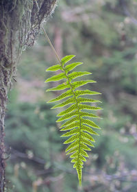 Close-up of fern leaves on tree