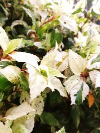 Close-up of fresh green leaves