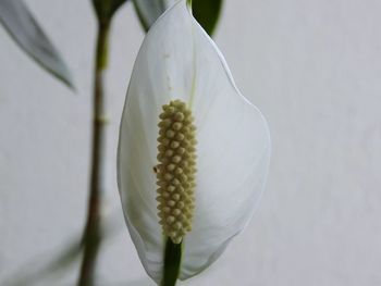 Close-up of white flower