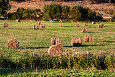 Sheep grazing on field