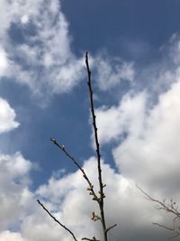 Low angle view of plant against sky