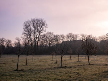 Bare trees on field against sky during sunset