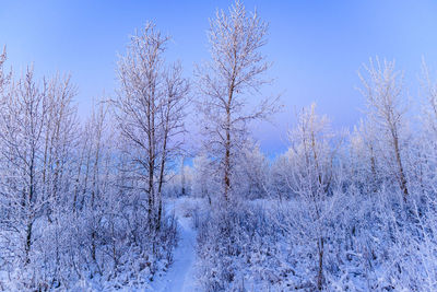 Snow covered trees in a wintry forest