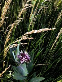 Close-up of flower growing on grass