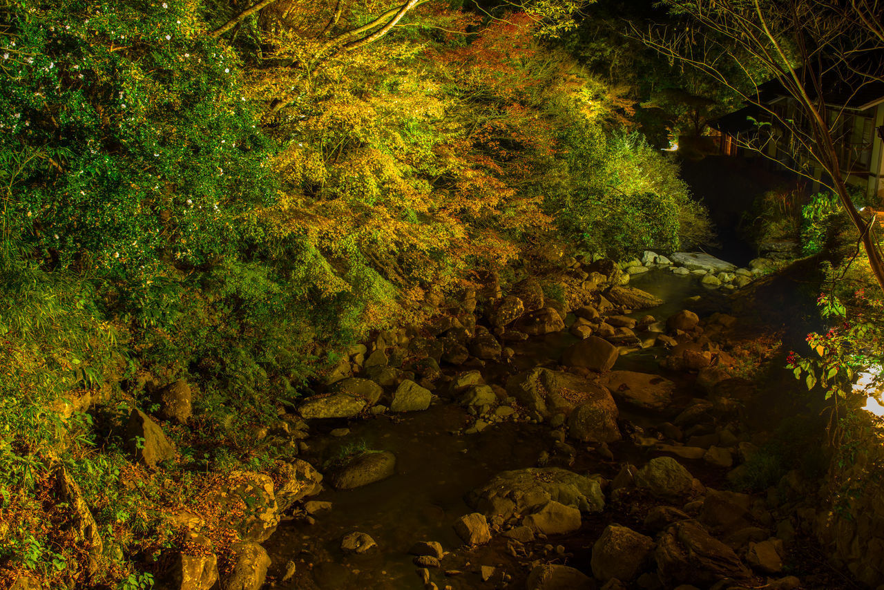 SCENIC VIEW OF FOREST