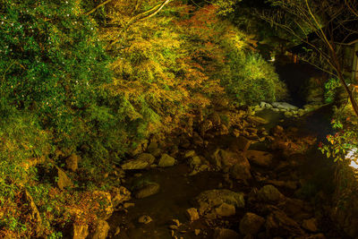 Scenic view of waterfall in forest