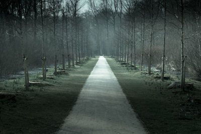 Empty road along trees