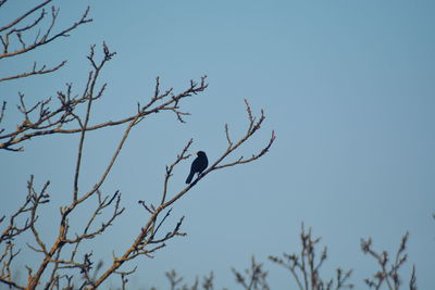 Low angle view of bird perching on bare tree against clear sky