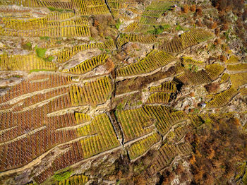 High angle view of a field