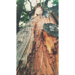 Close-up of tree trunk