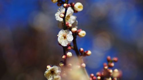 Close-up of white flowers