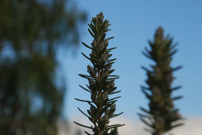 Low angle view of plant against sky