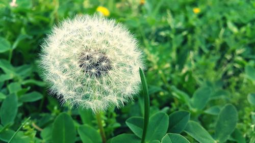 Close-up of white dandelion