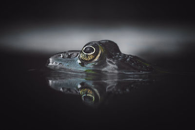 Close-up of frog swimming in water