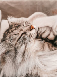 Close-up of cat