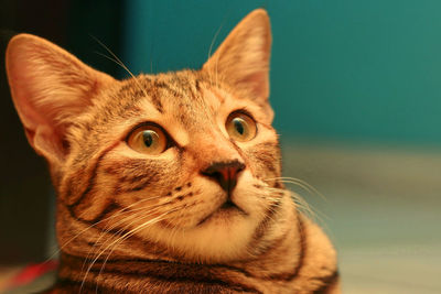 Close-up portrait of cat