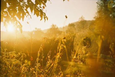 Close-up of wet plants growing on field against sky