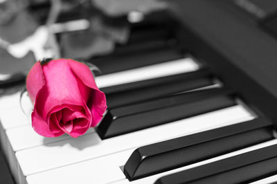 Close-up of pink rose