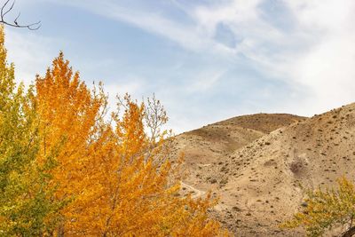 Plants growing on land against sky during autumn