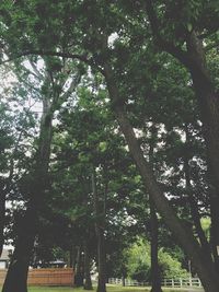 Low angle view of trees