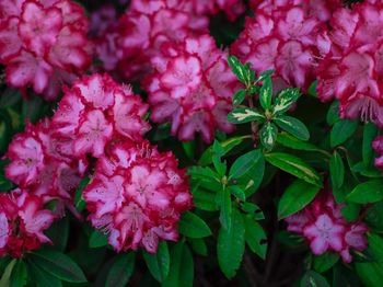 Close-up of pink flowers blooming outdoors