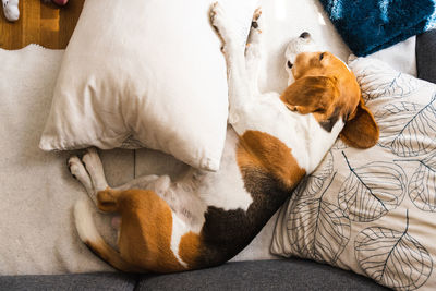 Beagle dog tired after walk lying on a sofa in bright interior. top view. canine concept