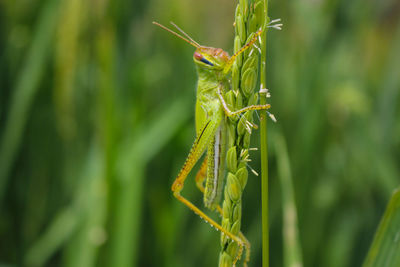  grasshopper and rice grasshopper the rice stalks green background